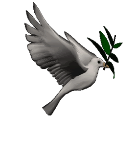 Dead Dove